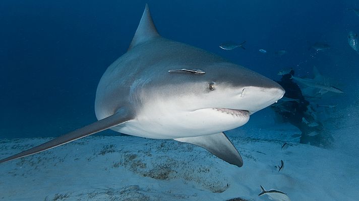 El tiburón toro