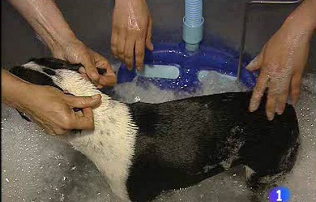  - Para los perros no hay crisis