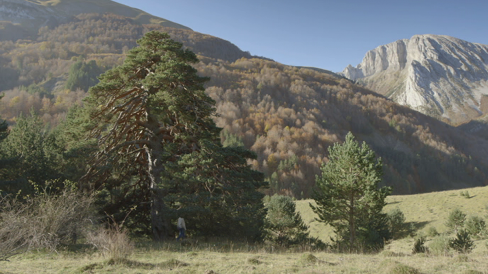 Grandes árboles para la vida - La armonía de los árboles - ver ahora