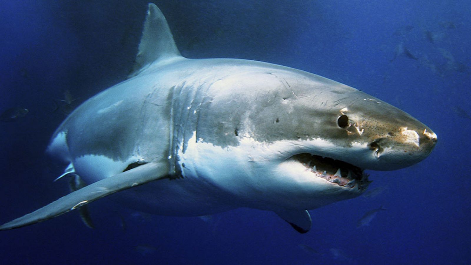 Grandes documentales - Tiburones. Los cinco grandes - RTVE.es