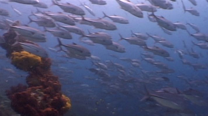 Bubbles - Raja Empat