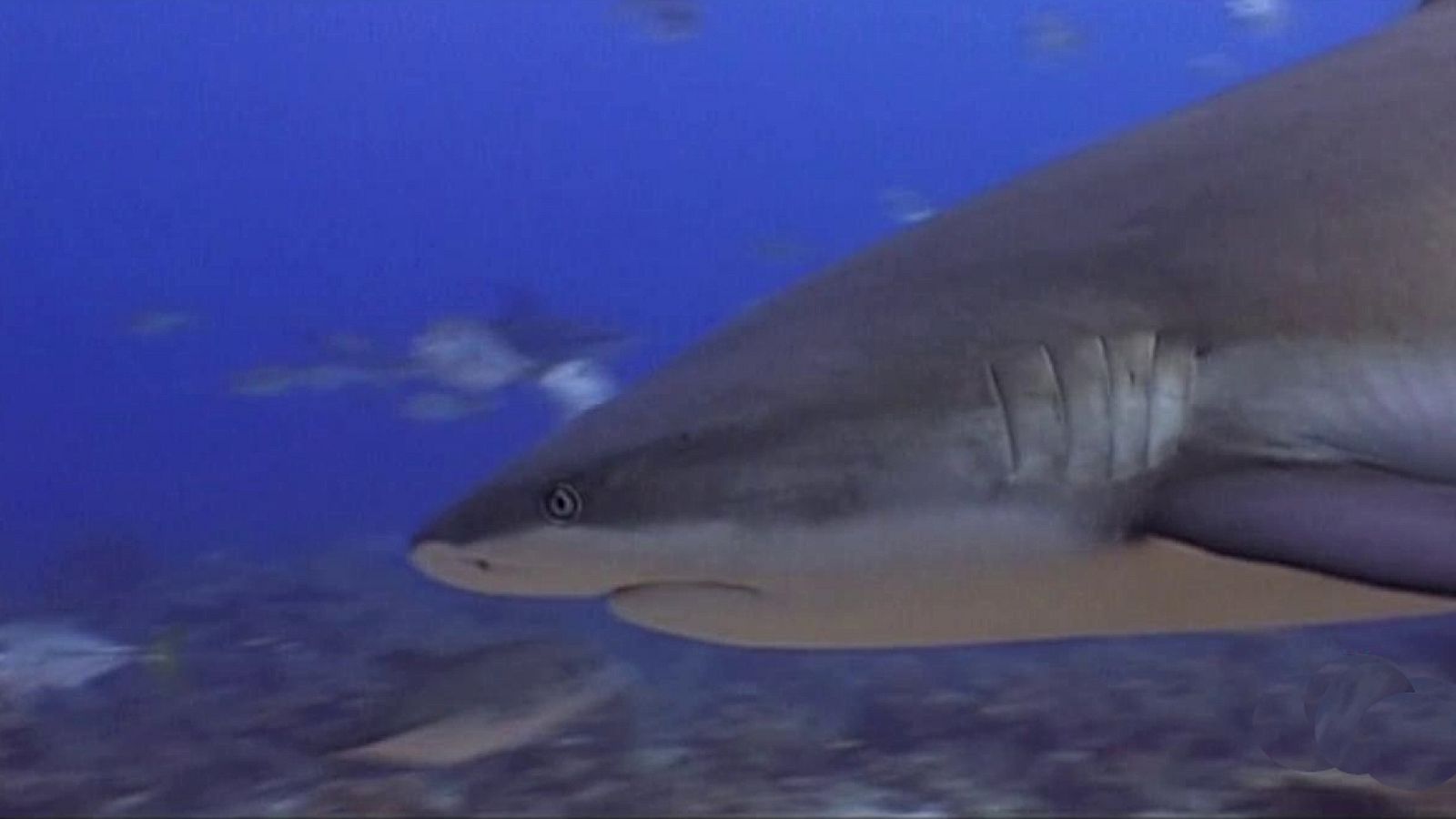 Bubbles - Roatan - ver ahora