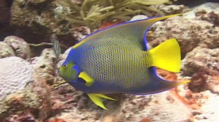 Bubbles - Los Roques