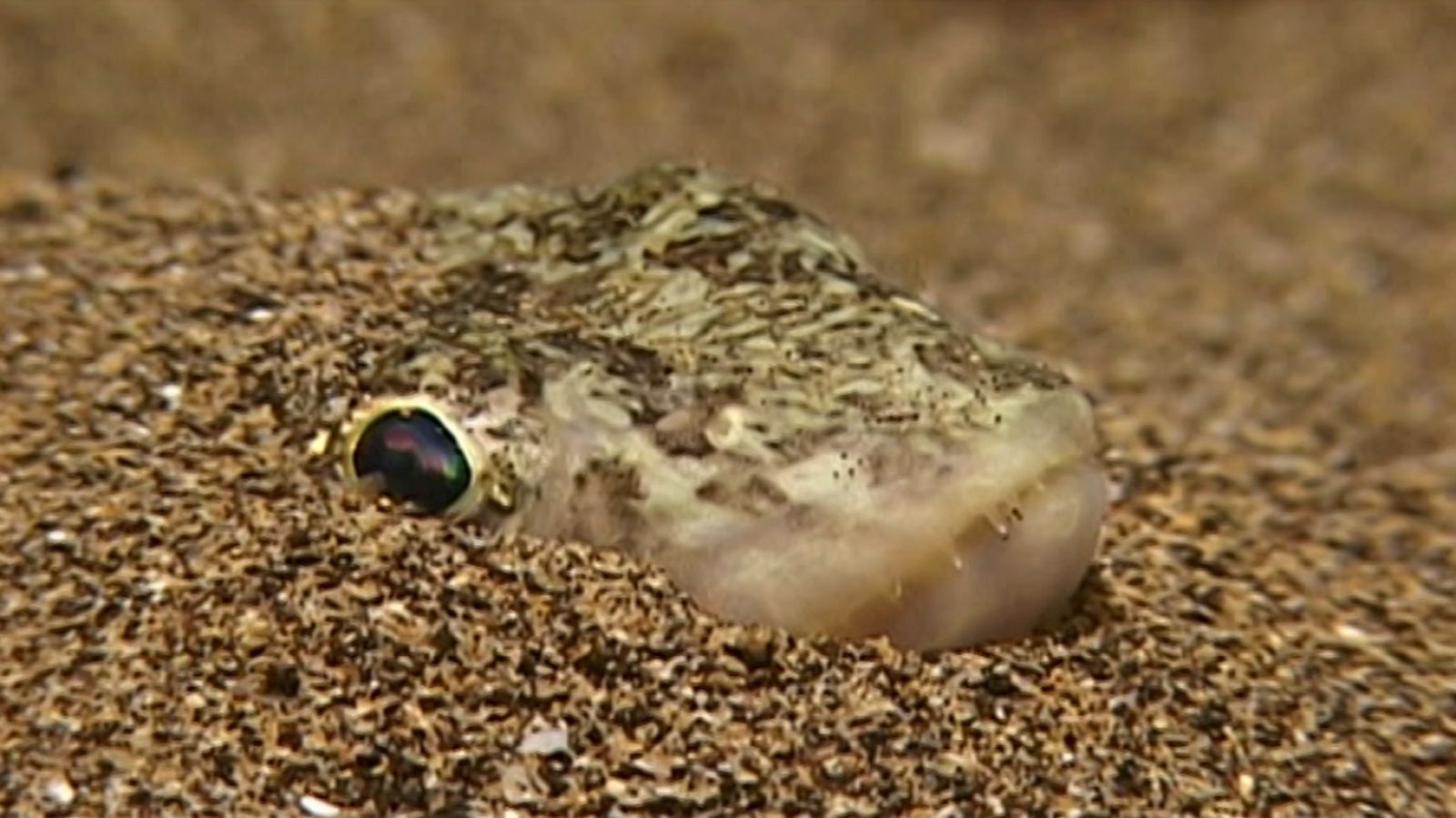 Bubbles - Lanzarote - ver ahora