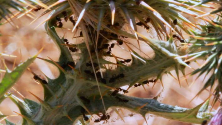 Aquí la Tierra - Las hormigas son para el verano