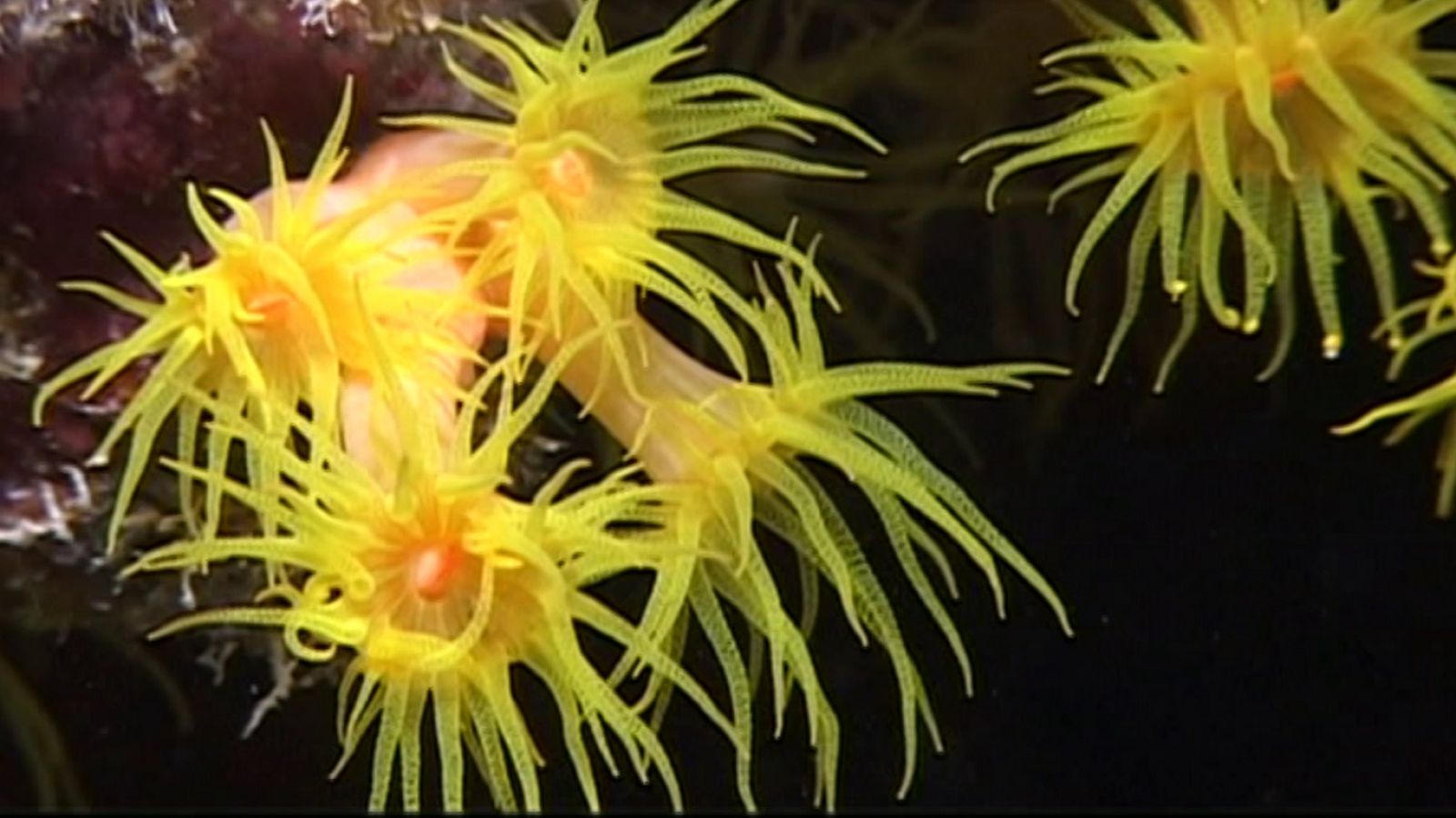 Bubbles - Chuuk - ver ahora