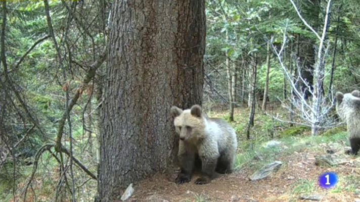 L'Informatiu - L'informatiu - 31/08/2018