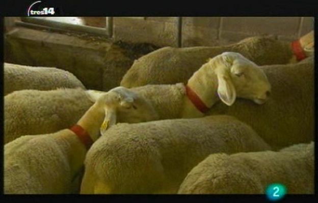 tres14 - Animales in vitro