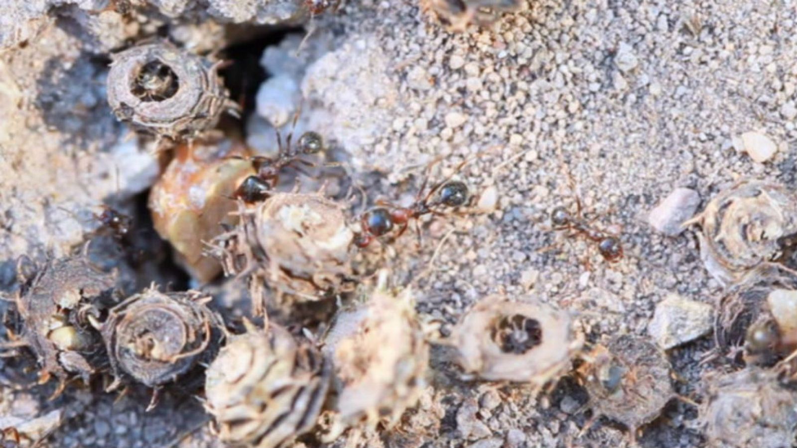 La sabiduría de las hormigas