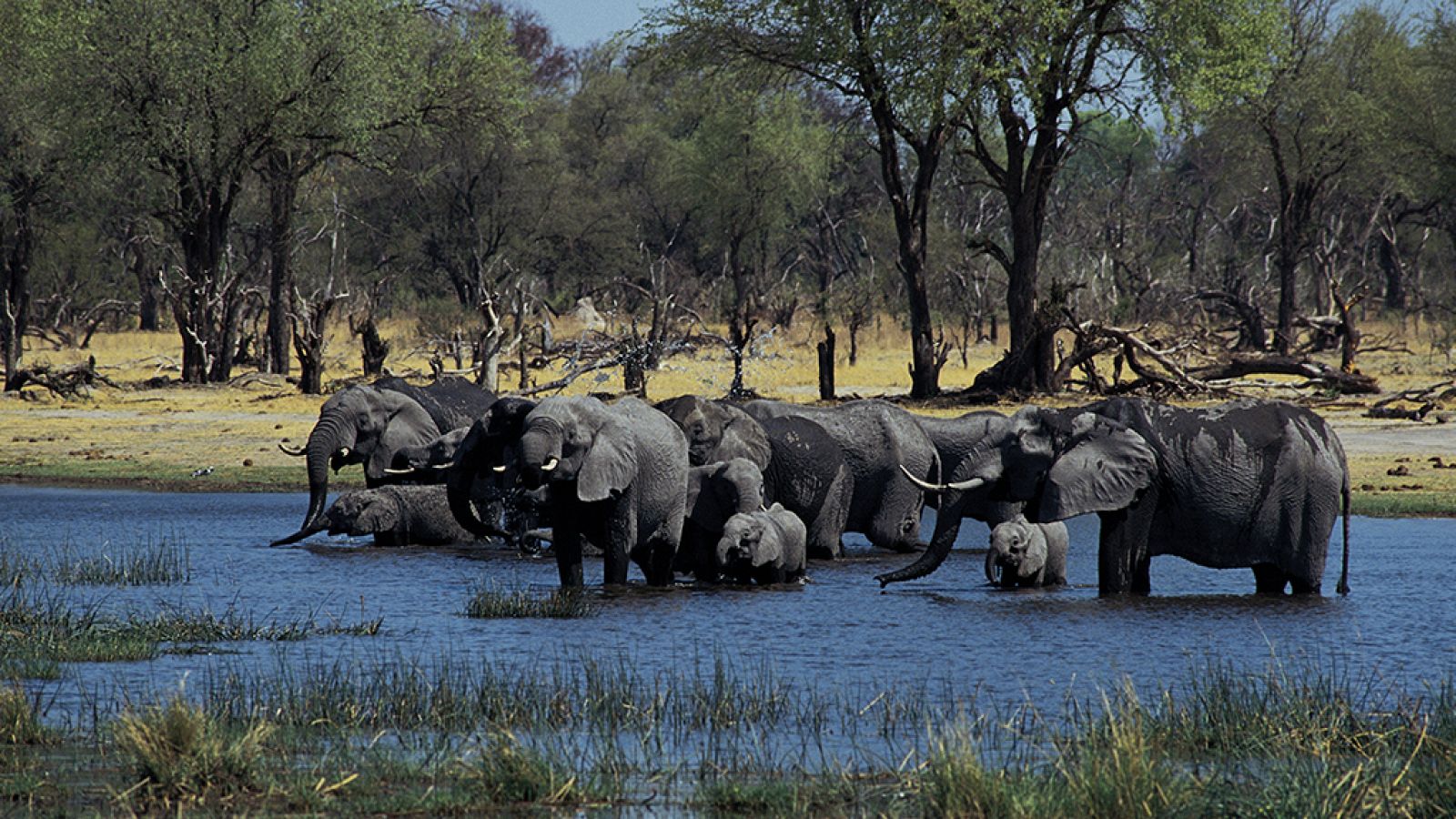 Grandes documentales - África salvaje: El delta del río Okavango