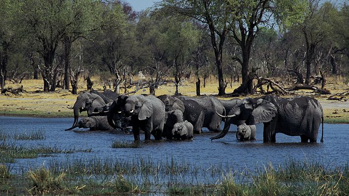 África salvaje: El delta del río Okavango