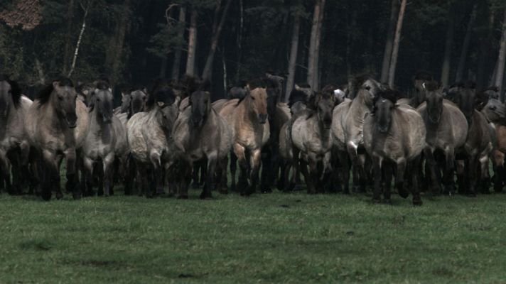 Los últimos caballos salvajes de Europa