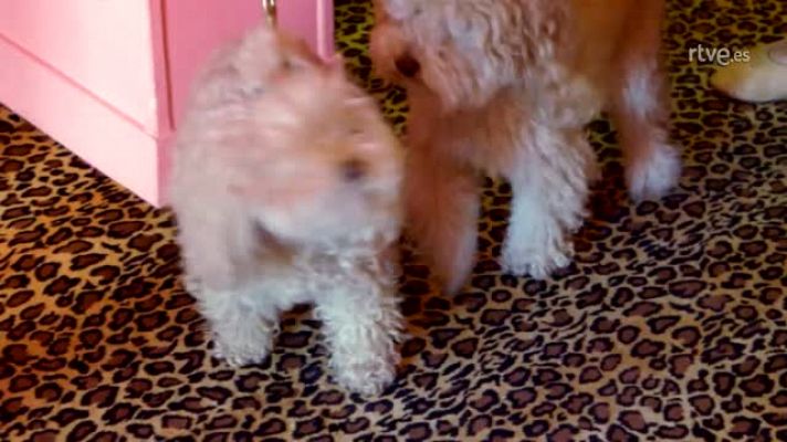 MasterChef Celebrity - Mario Vaquerizo, impulsivo y trabajador