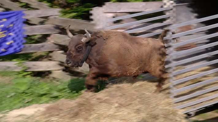 Los bisontes de rumanía - Avance