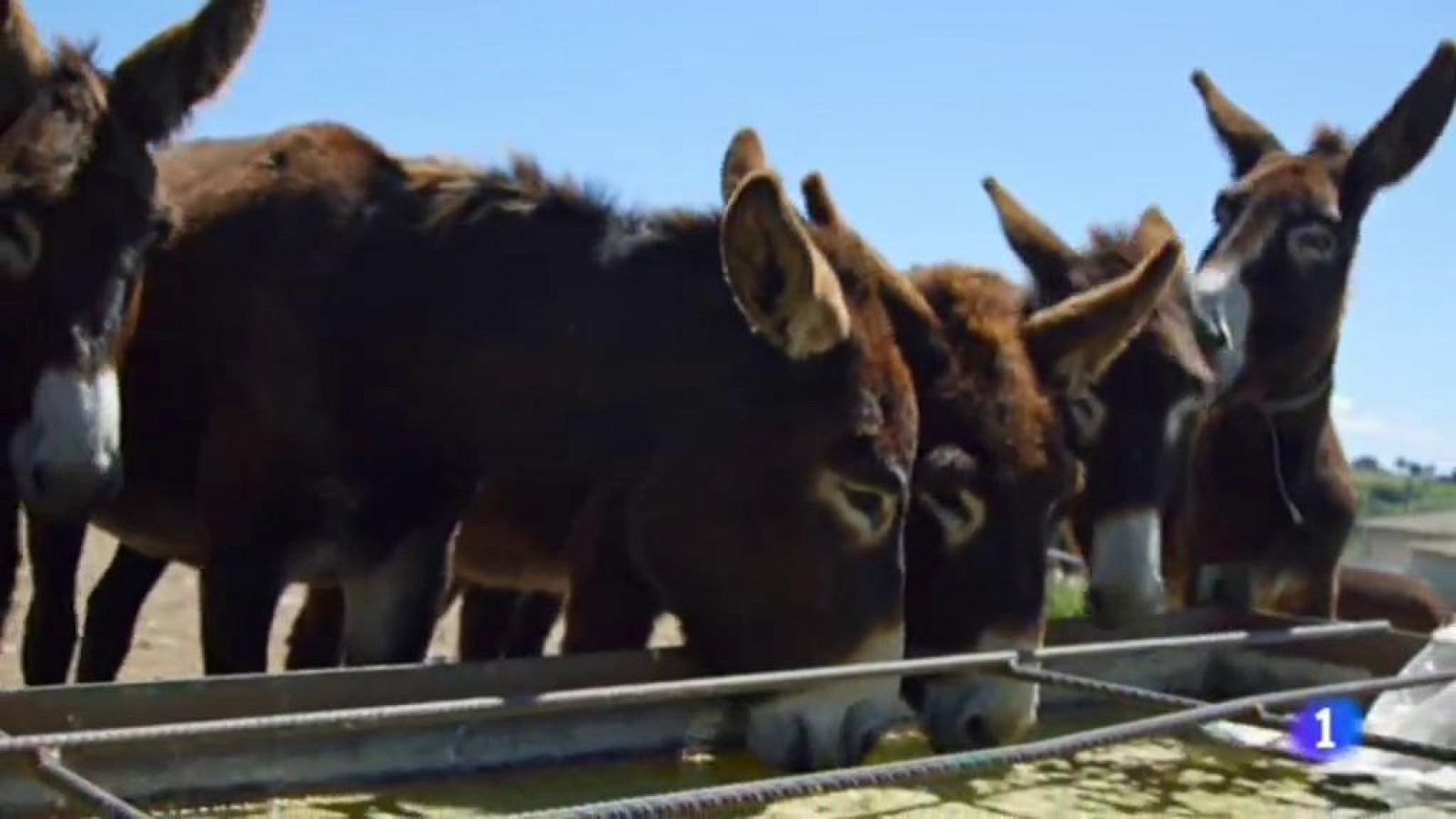 La meva mascota i jo - Fuives, el centre mundial del ruc català