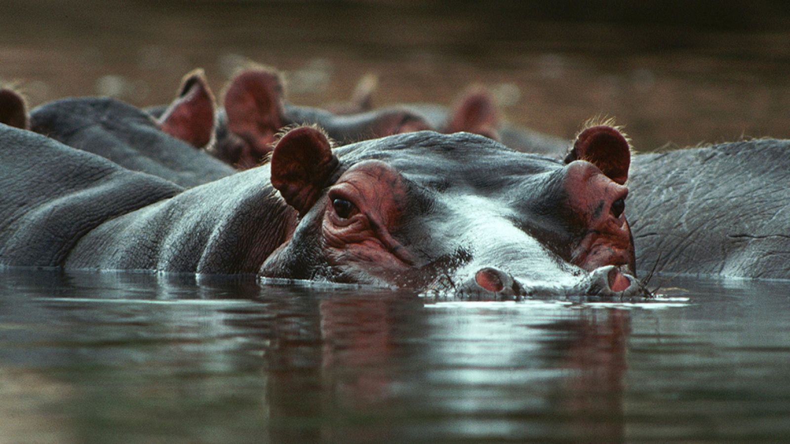 Grandes documentales - Hipopótamo contra cocodrilo