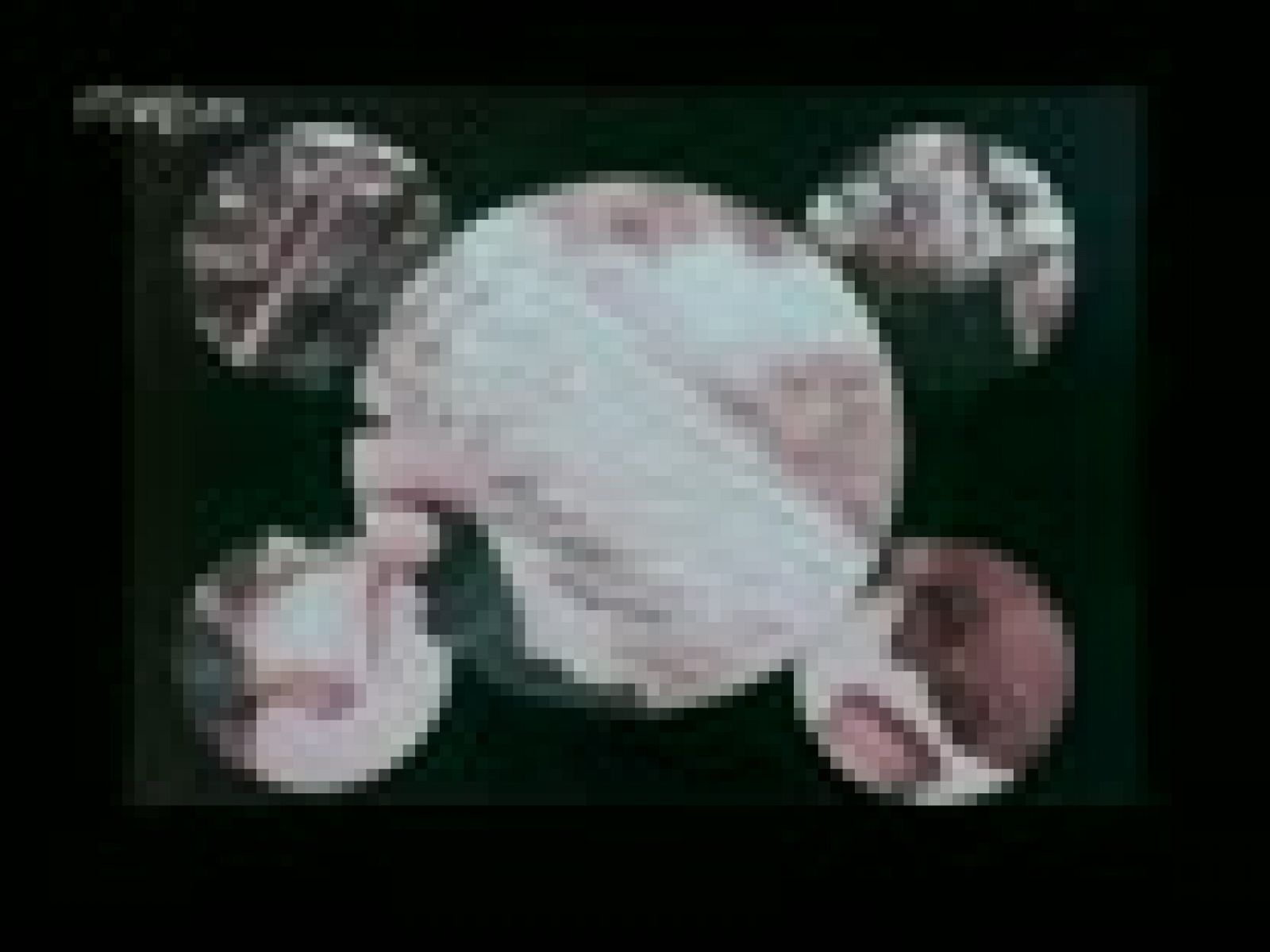 Raíces - Uso nuevo de tierra vieja (II)