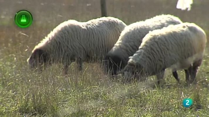 Agrosfera - Invento lana