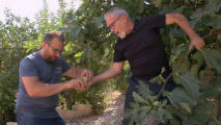 Aquí la Tierra - Higos, un dulce bocado