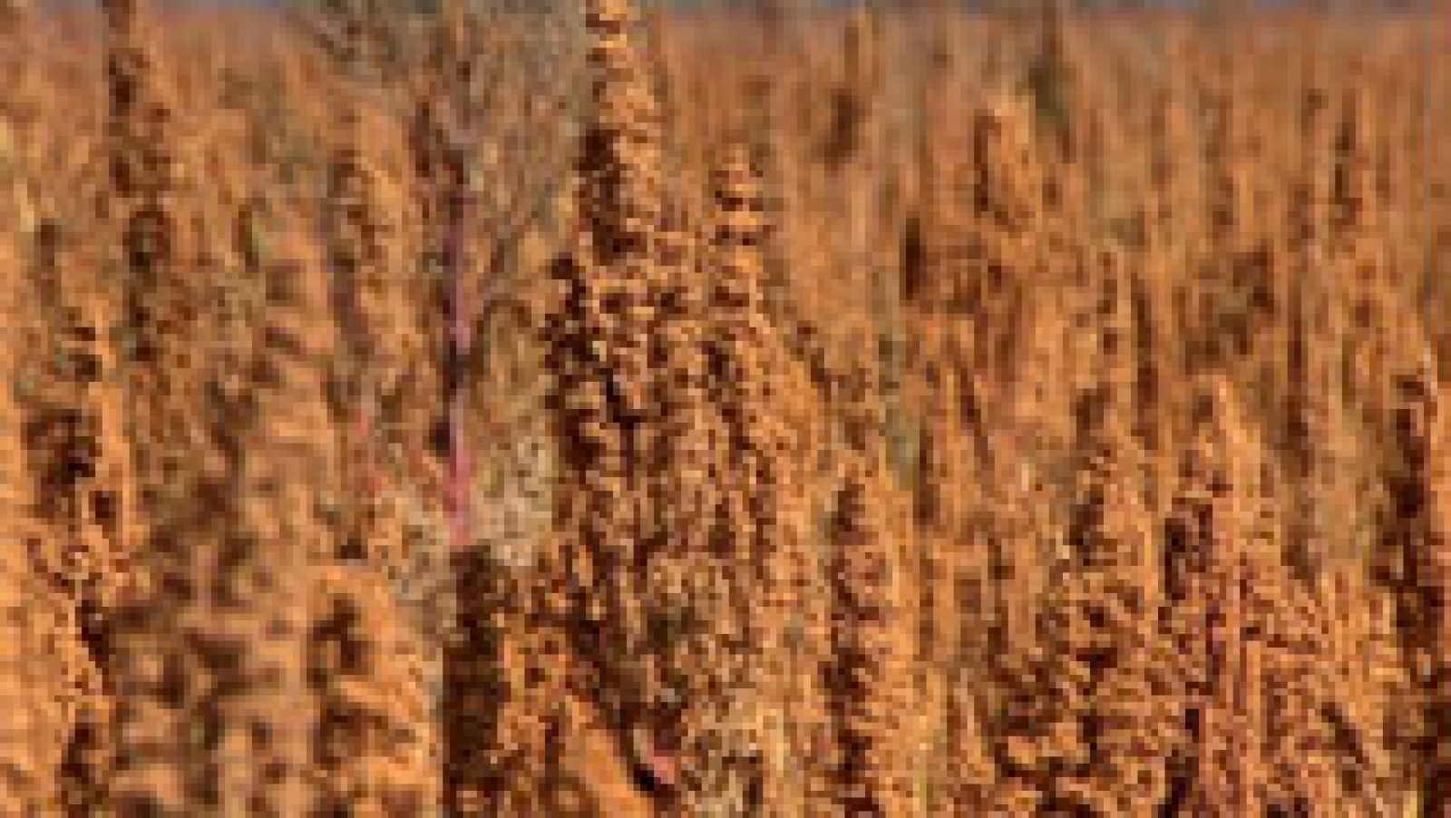 Quinoa en España