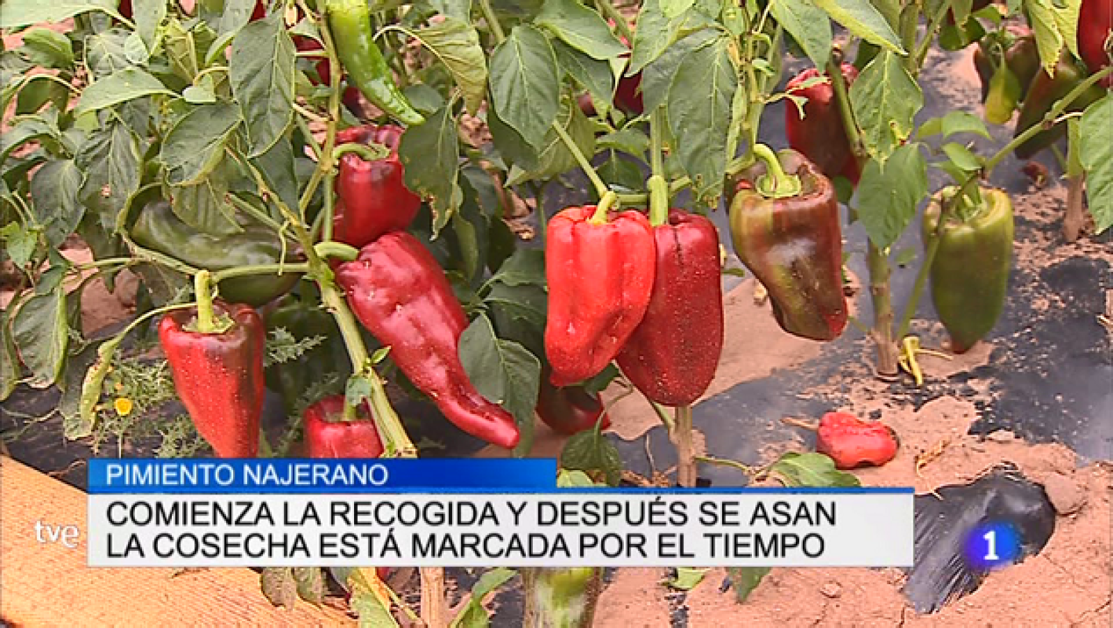 Informativo Telerioja - 13/09/18