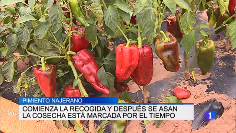  Informativo Telerioja - 13/09/18