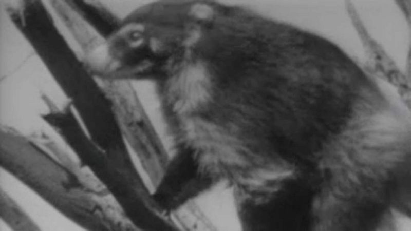 El planeta azul - El lenguaje zool�gico (II)