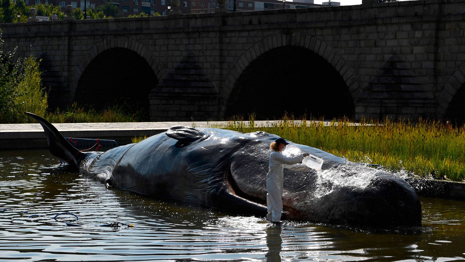 El Puente de Segovia de Madrid ha amanecido con una tremenda escultura a tamaño real de un cachalote varado de 15 metros y 1.000 kilos. El misterio lo ha resuelto pronto el propio ayuntamiento de la capital: se trata de una instalación artística del 