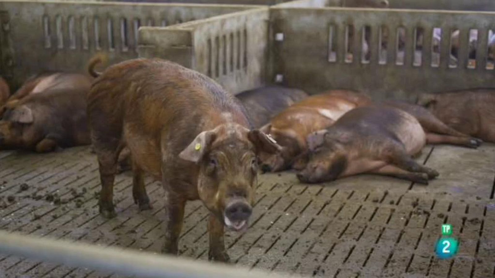 Amb identitat - El porc Duroc, un sabor únic