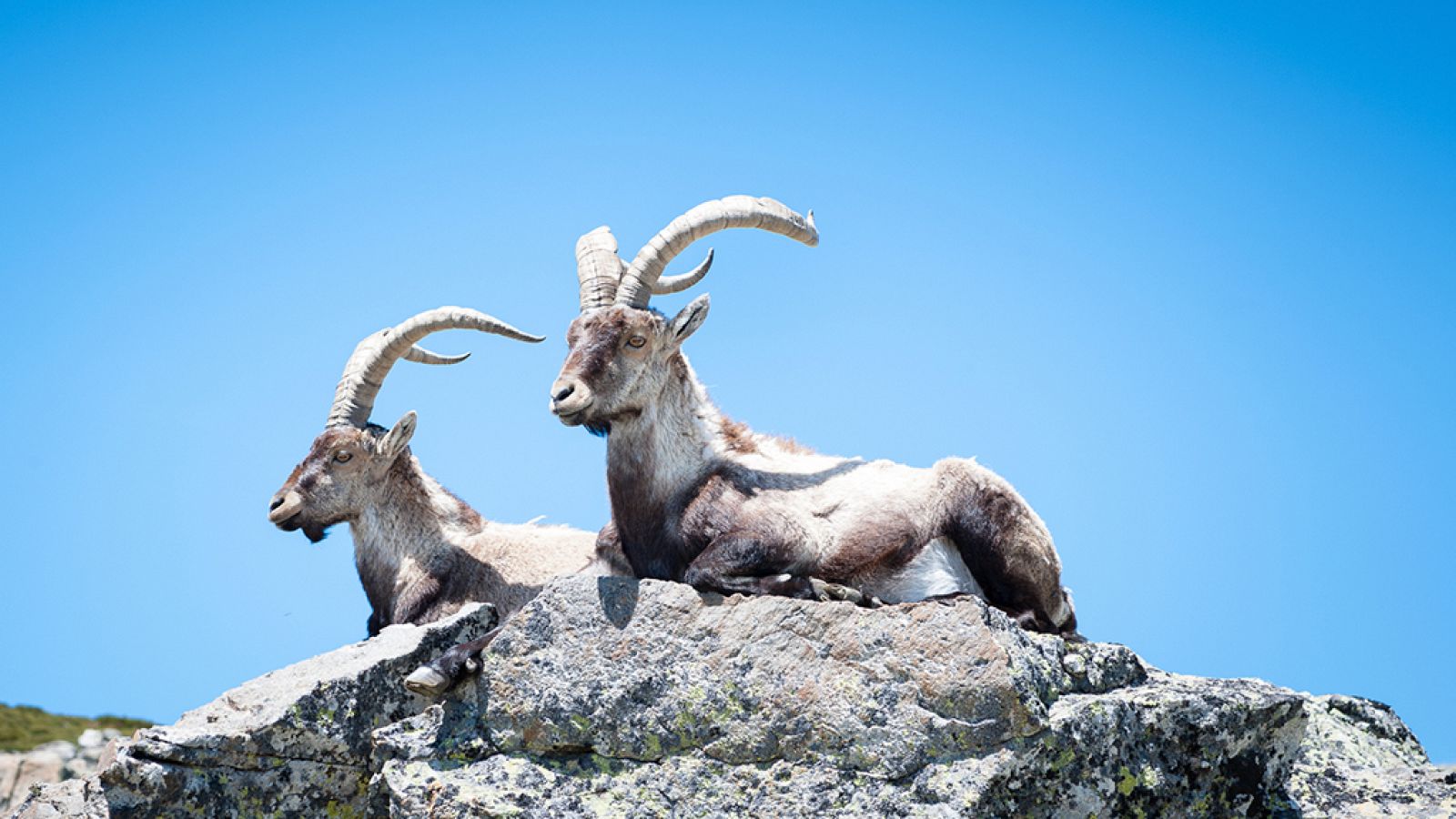 El escarabajo verde - Volver a lo salvaje. La herencia del bucardo - ver ahora
