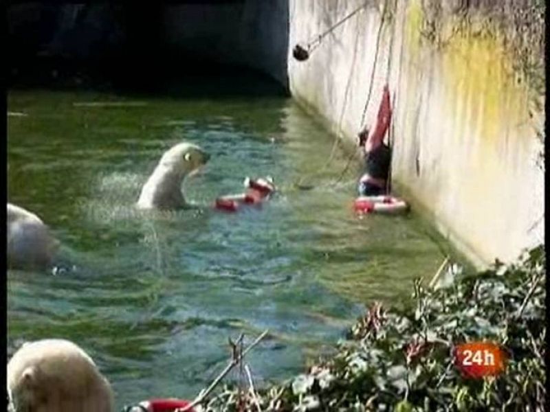 Una mujer se lanza al foso de los osos polares