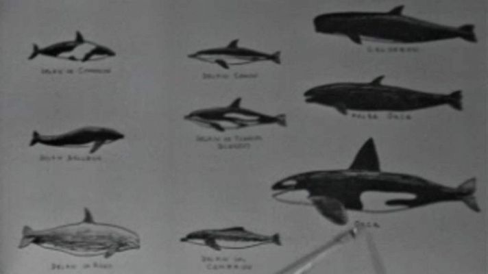 El planeta azul - El mar de Cortés (I)