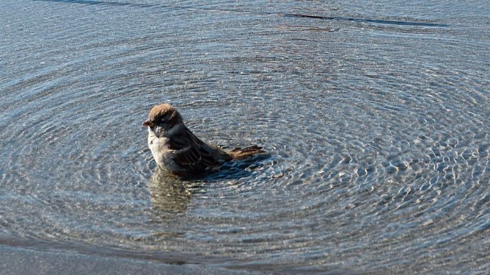 El tiempo - Cielo poco nuboso y sin precipitaciones aunque con intervalos de nubes bajas en el norte y el oeste de Galicia