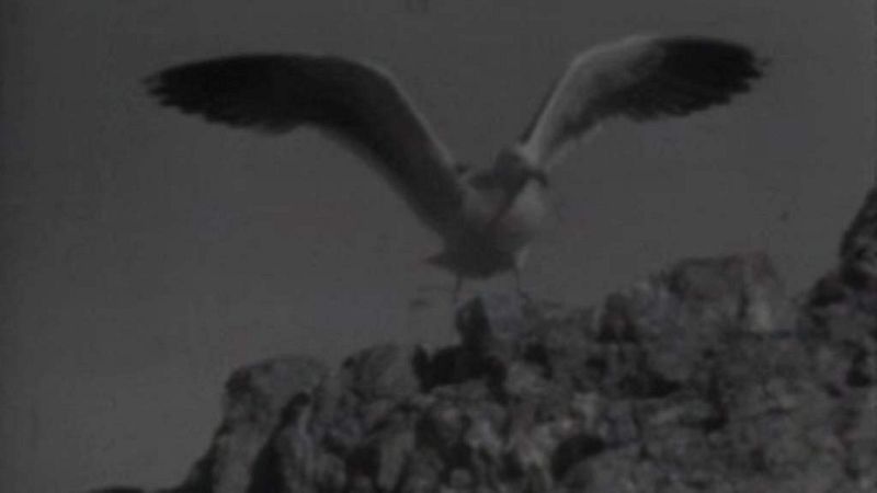 El planeta azul - El mar de Cort�s (II)