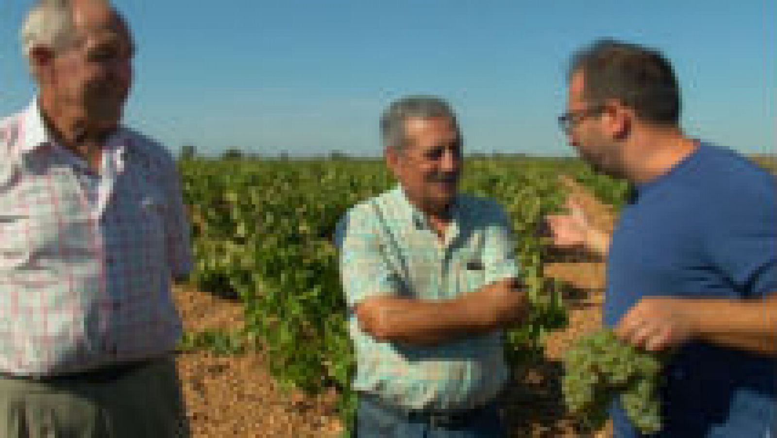 Uvas para vino y para cocinar 