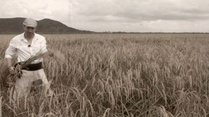 Aquí la Tierra - El arroz bombón vuelve a la vida