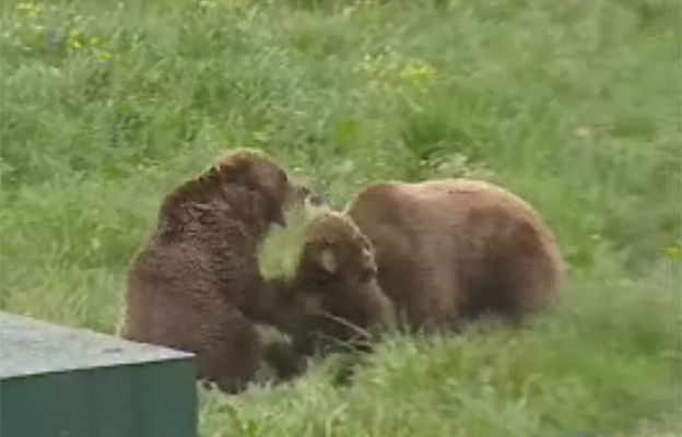 Ciencia y tecnología en Rtve.es - Dos osas para un solo oso