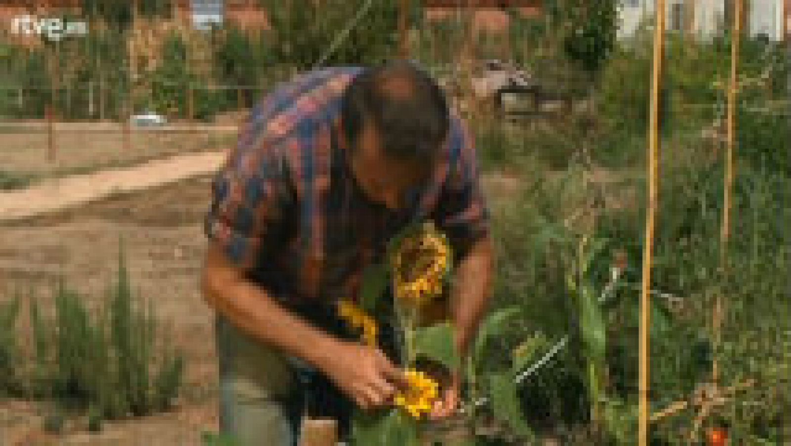 Cómo plantar girasoles