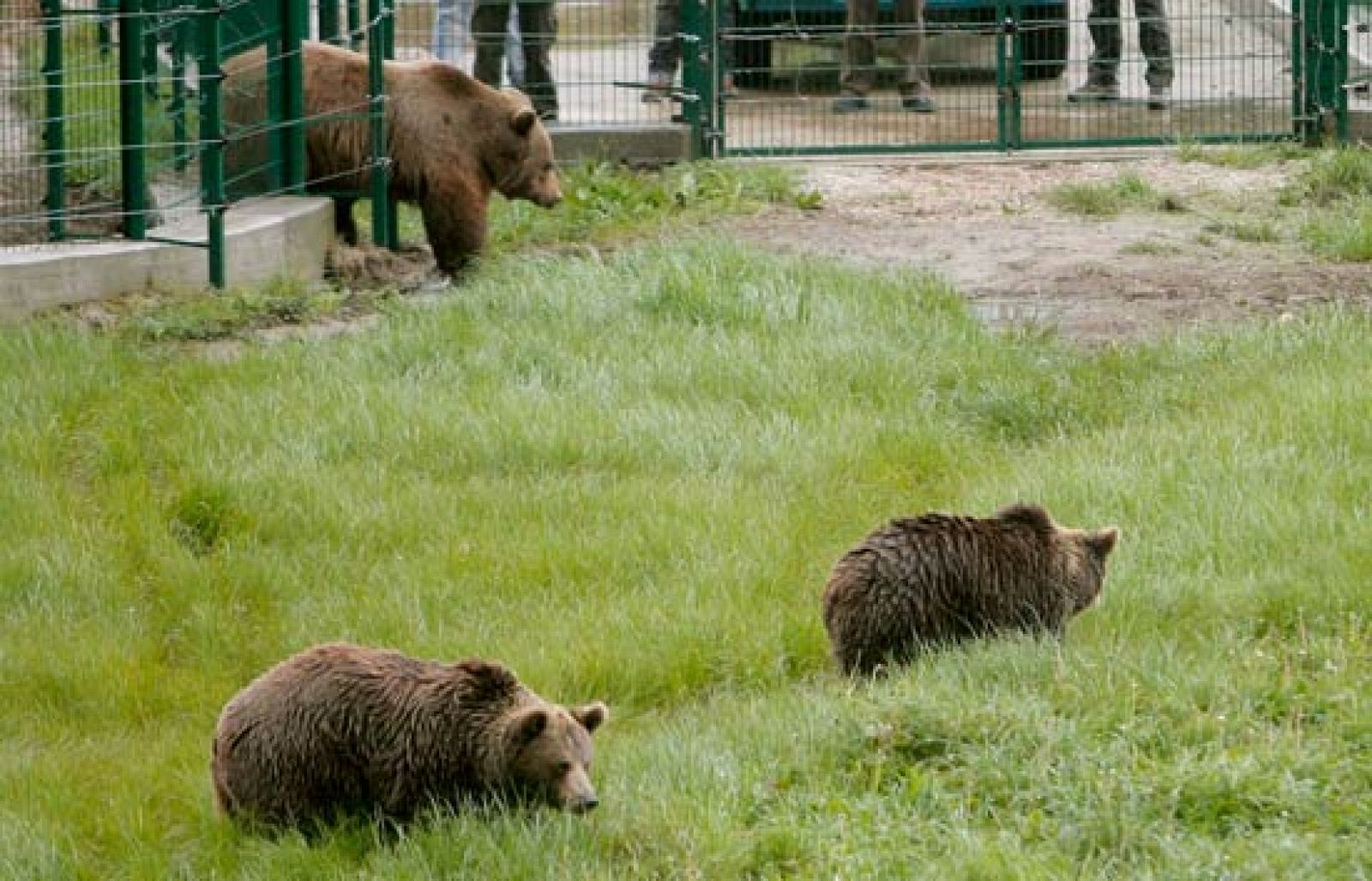La Fundación Oso Pardo intenta la primera cría en cautividad del oso pardo cantábrico
