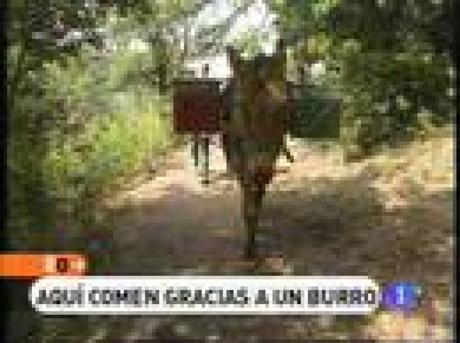 España Directo: Aquí comen gracias a un burro | RTVE Play
