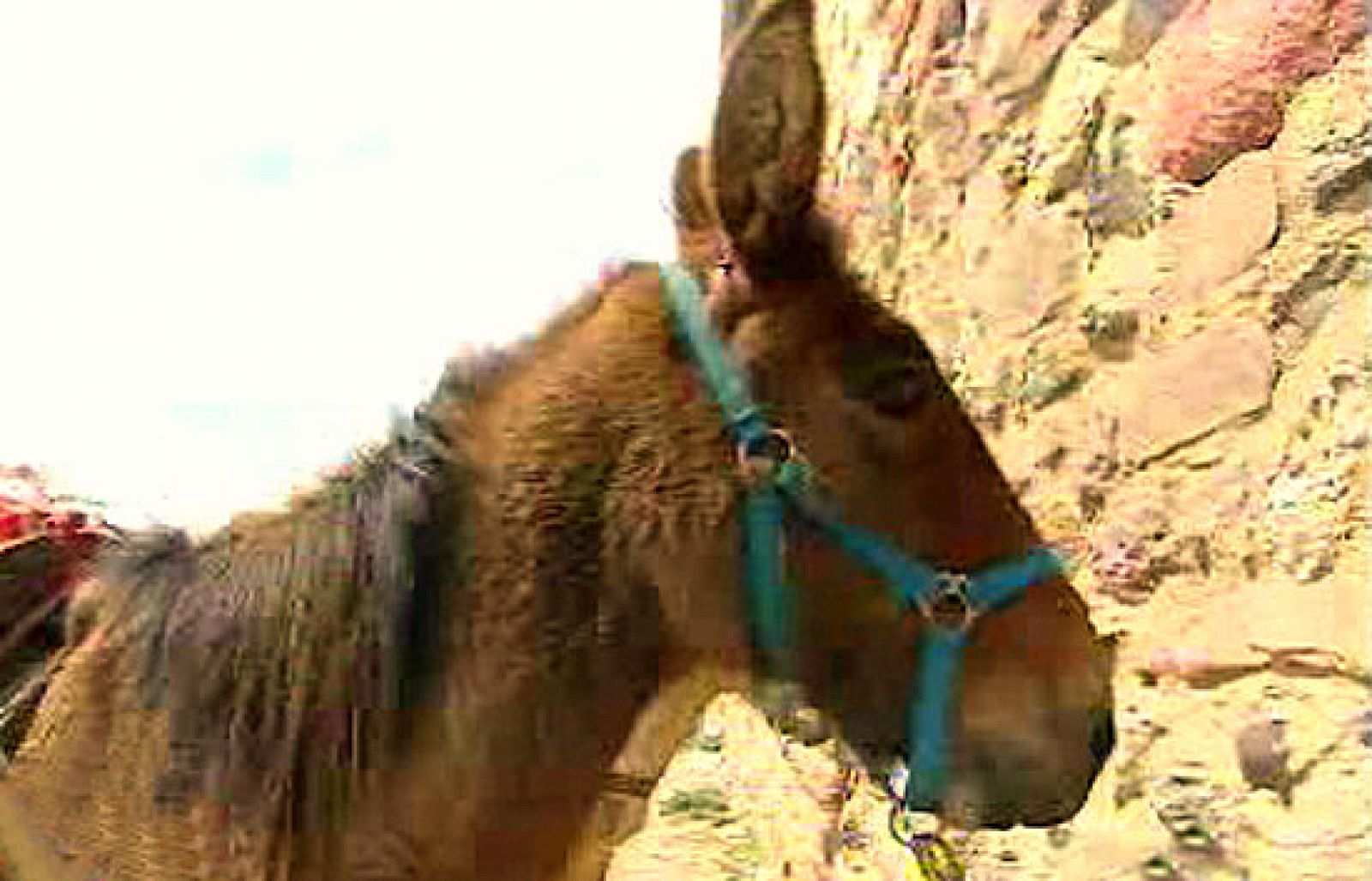 España Directo - Aquí comen gracias a un burro | Ver