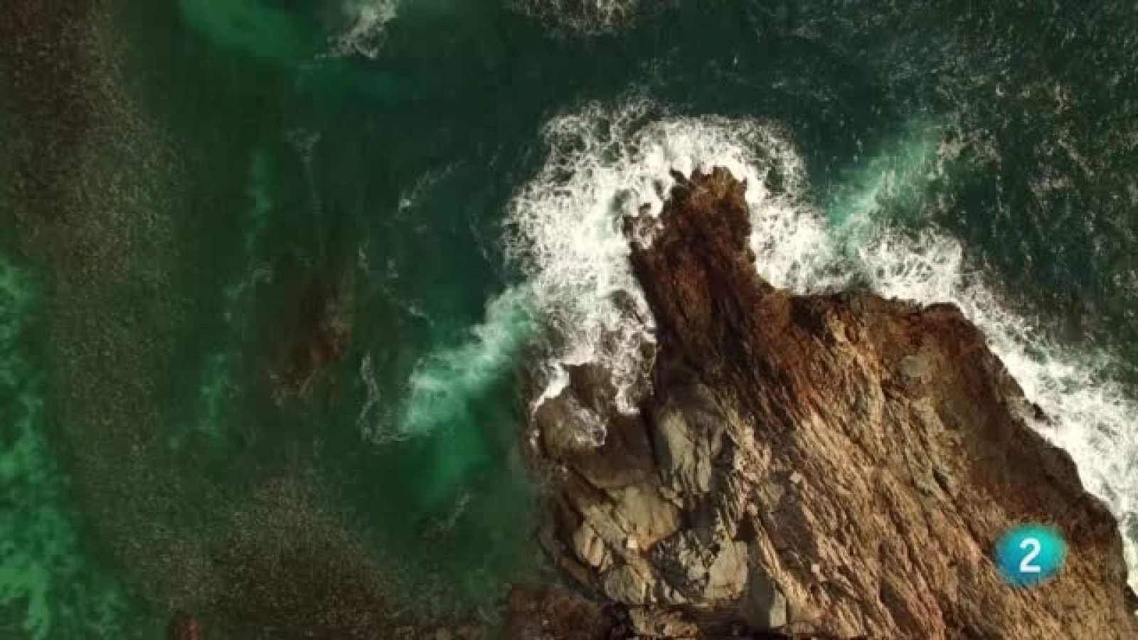 Escarabajo verde - Observadores del mar