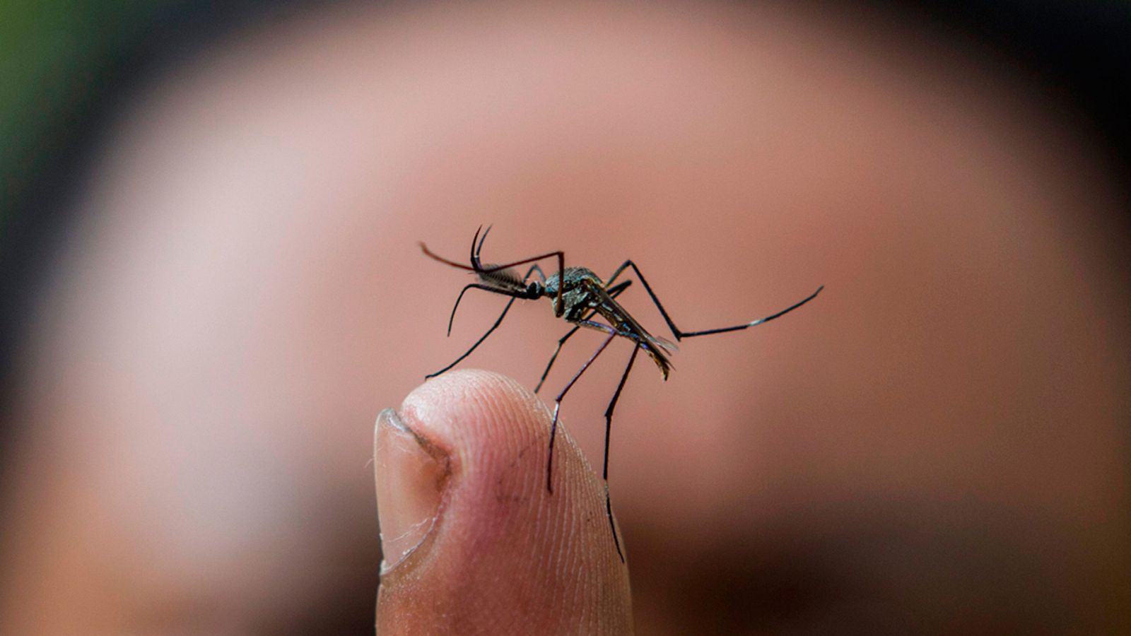 Las personas contagiadas por el virus del dengue habían estado en Cádiz, Murcia y Madrid 