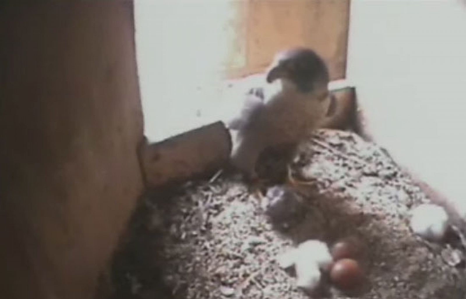 El Ayuntamiento de Barcelona coloca una webcam en un nido de halcones en el campanario de la Sagrada Familia