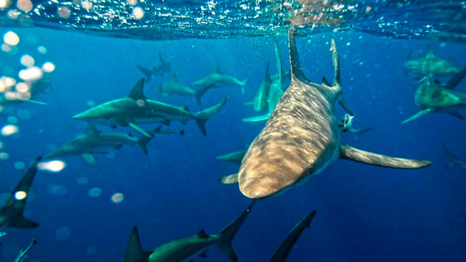 Grandes documentales - Confluencia de tiburones