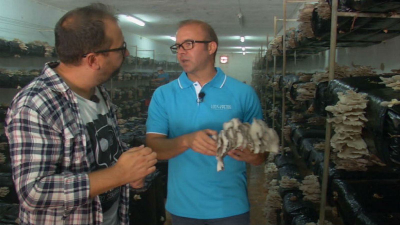 ¡Setas en cualquier momento del año!