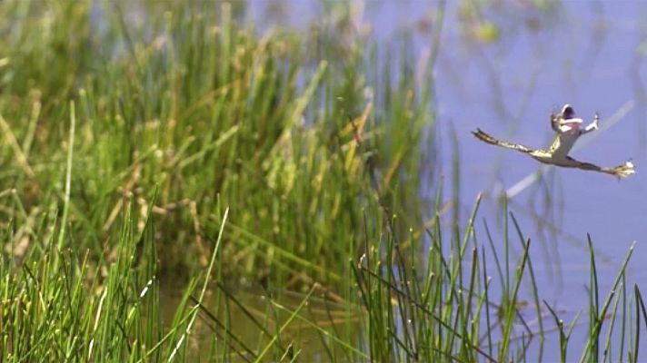 Cultura en Rtve.es - Primeras imágenes de 'Dehesa', el nuevo documental de los creadores de 'Guadalquivir' y 'Cantábrico'