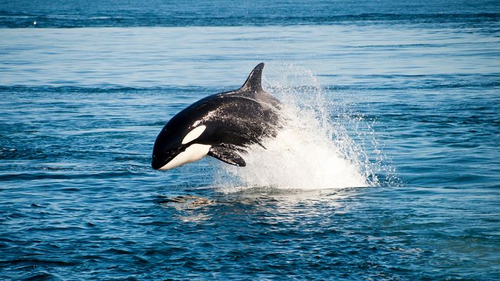 Orcas: Aletas de cambio