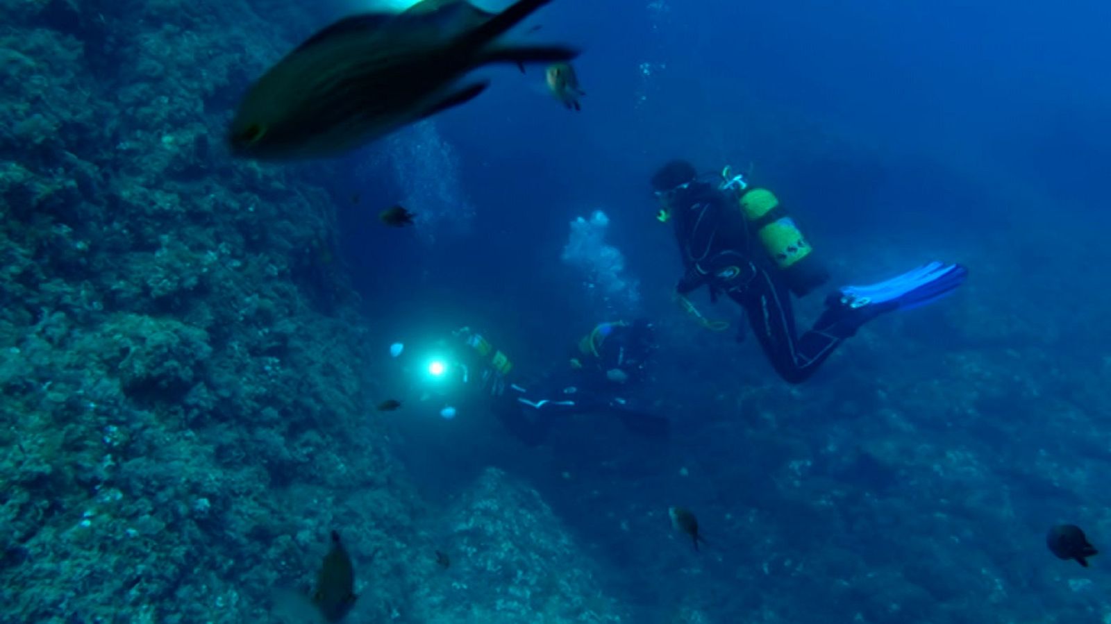 El escarabajo verde - Observadores del mar - ver ahora