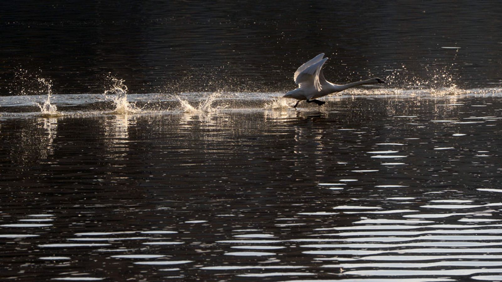 Predominio de vientos de componente sur en el oeste peninsular